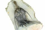 Spiny Psychopyge Trilobite - Huge For Species #362821-6
